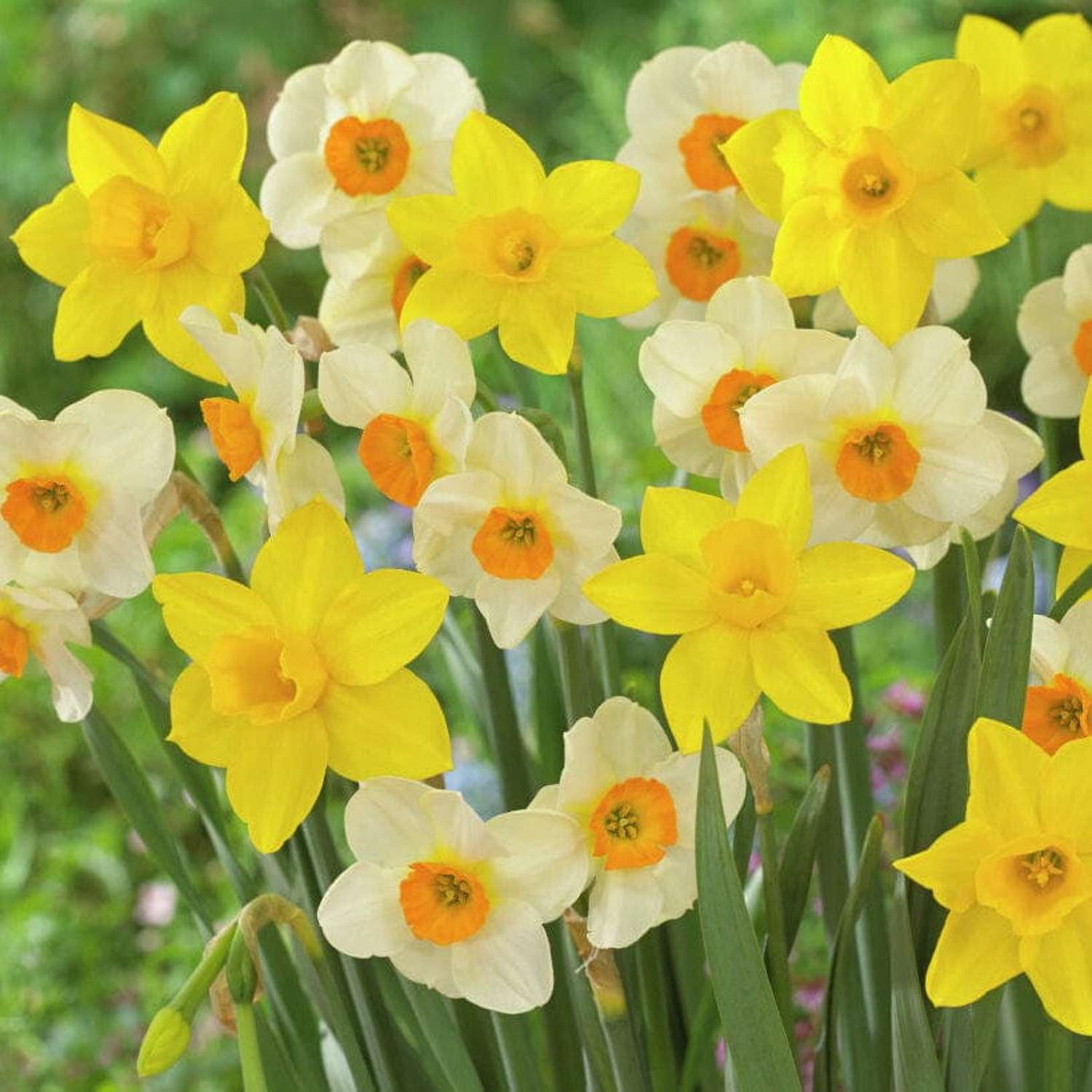 Narzissenmischung 'Sweet Flower'